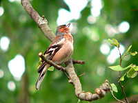 Chaffinch (Fringilla coelebs)