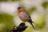 Chaffinch (Fringilla coelebs)