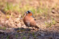 Chaffinch (Fringilla coelebs)