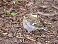 Chaffinch (Fringilla coelebs)