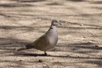 Tortora dal collare orientale (Streptopelia decaocto)
