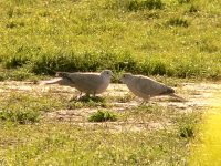 Tortora dal collare orientale (Streptopelia decaocto)