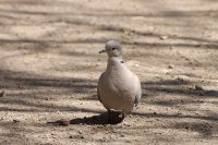 Tortora dal collare orientale (Streptopelia decaocto)