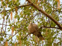 Tortora dal collare orientale (Streptopelia decaocto)