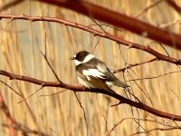 Collared Flycatche (Ficedula albicollis)