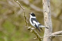 Collared Flycatche (Ficedula albicollis)