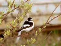 Collared Flycatche (Ficedula albicollis)
