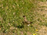 Collared Pratincole or Common Pratincole (Glareola pratincola)