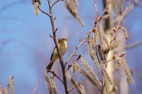 Mosquitero Común (Phylloscopus collybita)