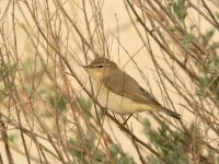 Mosquitero Común (Phylloscopus collybita)