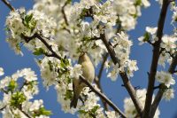 Mosquitero Común (Phylloscopus collybita)