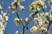 Mosquitero Común (Phylloscopus collybita)