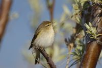 Mosquitero Común (Phylloscopus collybita)
