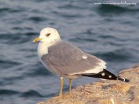 Gavina (Larus canus)