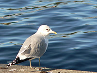 Gavina (Larus canus)