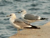Gavina (Larus canus)