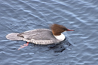 Common Merganser or Goosander (Mergus merganser)