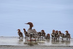 Common Merganser or Goosander (Mergus merganser)
