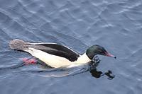 Common Merganser or Goosander (Mergus merganser)