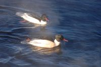 Common Merganser or Goosander (Mergus merganser)