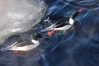 Common Merganser or Goosander (Mergus merganser)