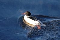 Common Merganser or Goosander (Mergus merganser)