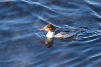 Common Merganser or Goosander (Mergus merganser)
