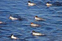 Common Merganser or Goosander (Mergus merganser)