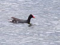 Gallinella d'acqua (Gallinula chloropus)