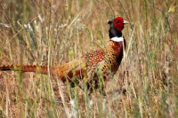 Common Pheasant (Phasianus colchicus)