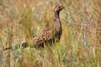 Common Pheasant (Phasianus colchicus)