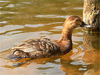 Moriglione (Aythya ferina)