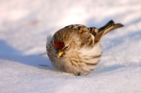 Common Redpoll (Carduelis flammea)