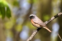 Common Redstart (Phoenicurus phoenicurus)