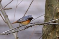 Common Redstart (Phoenicurus phoenicurus)