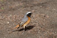 Common Redstart (Phoenicurus phoenicurus)