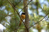 Common Redstart (Phoenicurus phoenicurus)