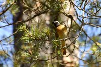 Common Redstart (Phoenicurus phoenicurus)