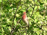 Common Rosefinch (Carpodacus erythrinus)
