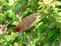 Common Rosefinch (Carpodacus erythrinus)