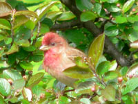 Common Rosefinch (Carpodacus erythrinus)
