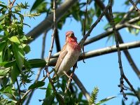 Common Rosefinch (Carpodacus erythrinus)