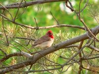 Common Rosefinch (Carpodacus erythrinus)