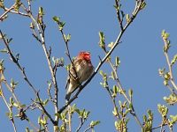 Common Rosefinch (Carpodacus erythrinus)