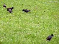 Common Starling (Sturnus vulgaris)