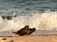 Common Starling (Sturnus vulgaris)