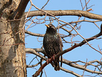 Common Starling (Sturnus vulgaris)