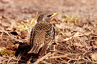 Common Starling (Sturnus vulgaris)
