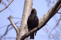 Common Starling (Sturnus vulgaris)
