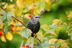 Common Starling (Sturnus vulgaris)